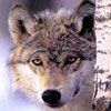 Immagine profilo di lupo161